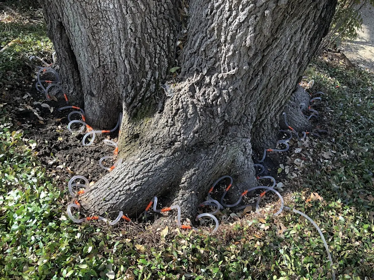 Detailed Tree Cabling and Bracing job site in Young