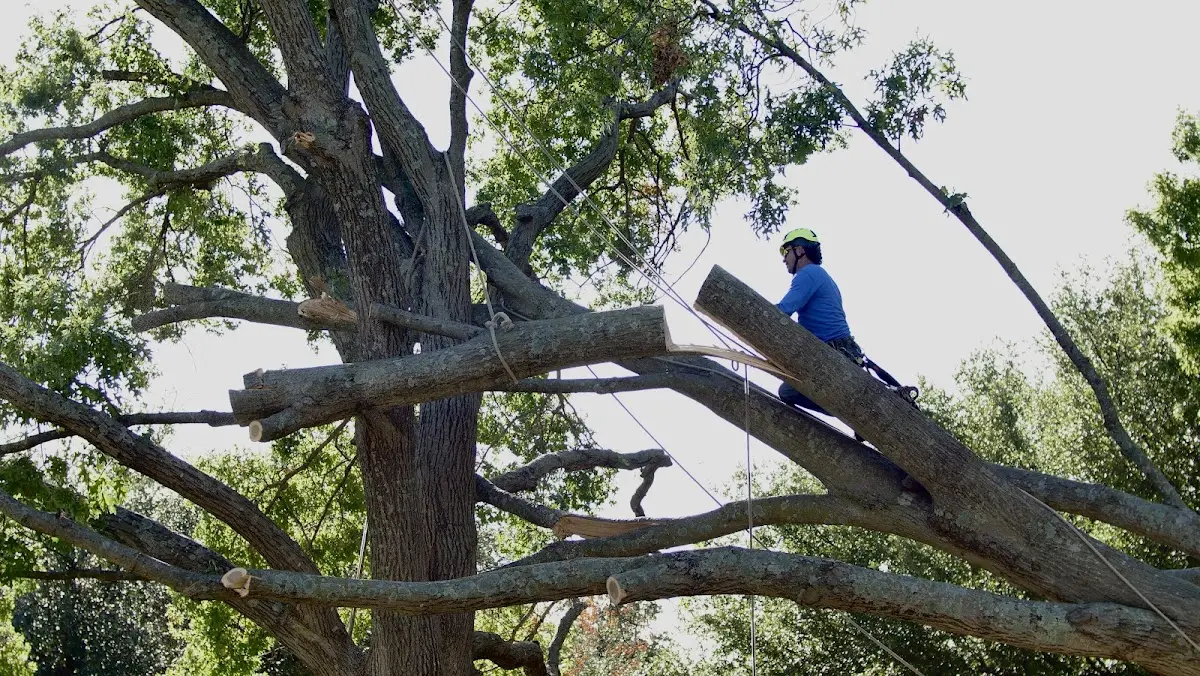 Professional Crown Thinning performed by certified arborists in Young