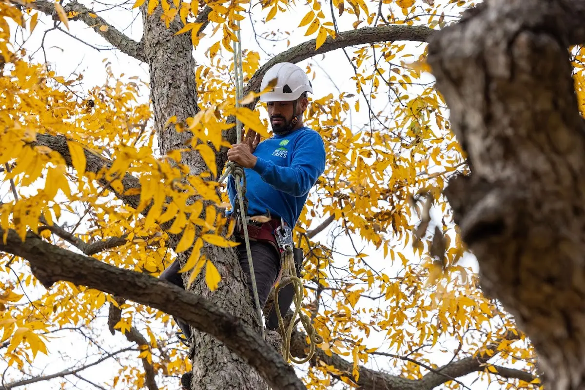 Skilled Storm Damage Cleanup crew working in Young